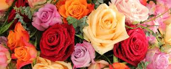 Rose Color Meanings And Symbolism Guide | Djflowers