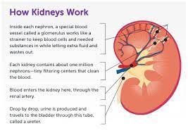 Astepaway New Search Experience Kidney Transplant Kidney Disease Chronic Kidney Disease