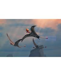 Image result for Pteris preussii