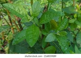 Image result for Vernonia amygdalina