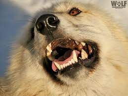 My What Big Teeth Wolves Have Wolf Conservation Center