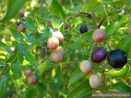 Image result for Clausena