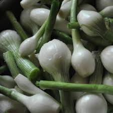 Cuándo plantar cebollas de invierno