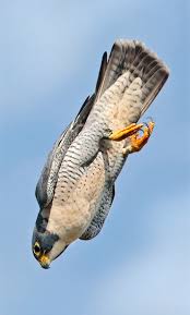 Britains Birds Of Prey The Country Life Guide To Raptors