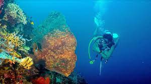 Pemandangan dasar lautnya tak berbeda jauh dengan taman laut bunaken, namun kawasannya lebih terlihat alami dan mempesona. Taman Laut Di Pantai Olele Indahnya Kebangetan