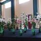 Latrobe Lilium Show