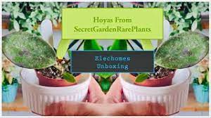 Needy rd, canby or 97013. Hoya Haul From Secret Garden Rare Plants And Elechomes Humidifier To Unbox Youtube