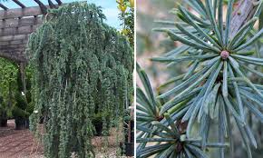 Also of note, ancient egyptians used oils extracted from atlas cedar wood for embalming, cosmetics, and incense. Cedrus Atlantica Glauca Pendula Weeping Blue Atlas Cedar Garden Plants Online