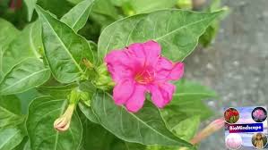 Image result for Nyctaginaceae