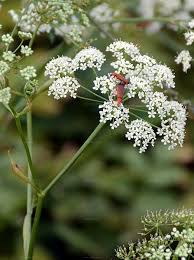Image result for Pimpinella afra