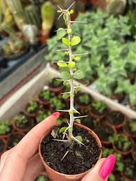 Image result for Cissus humbertii