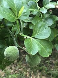 Image result for Citrus trifoliata