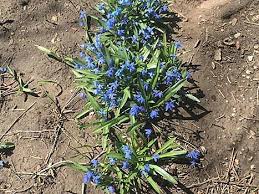 Order wholesale & discount blue flowers by the bunch. Mysterious Blue Flowers Popping Up On Illinois Lawns