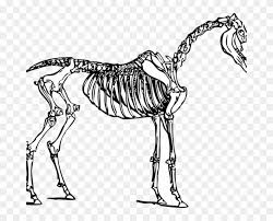 For boys and girls, kids and adults, teenagers and toddlers, preschoolers and older kids at school. Animal Skeleton Coloring Pages Animal Skeleton Coloring Horse Skeleton Clipart Free Transparent Png Clipart Images Download