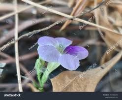 Image result for Acanthopale pubescens