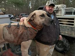 Black mouth deals cur hog dogs