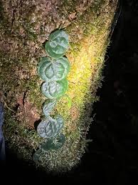 Image result for Culcasia orientalis