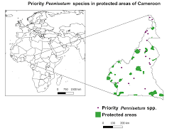 Image result for Digitaria appropinquata