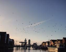 Nachmittags In Husum Sunset Hafen Mowen Harbour Maritime Fischerdorf Nordsee Northsea Sea Meer Nordfriesland Schleswig Fischerdorfer Husum Nordsee