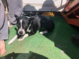 Animal shelters & rescues near you. Bill Sheerin On Twitter A Dover Nh Man Is Facing Animal Cruelty Charges After Wareham Officials Say That He Tossed This Pup Into A Dumpster Because He Was Tired And The Dog