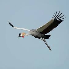 Serengeti National Park Africa Animals Crane Fly Birds Flying