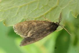 Image result for Psyche crassiorella