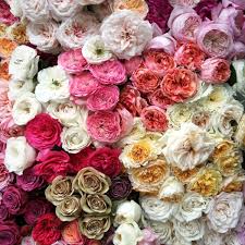 This one's me, doing a poem about the whole flower fetish. Newsletters In The Flower Industry You Don T Want To Miss Parfum Flower Company Thursd