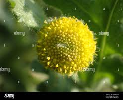 Image result for Grangea maderaspatana