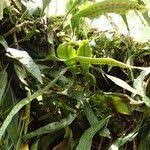 Image result for Pleopeltis macrocarpa