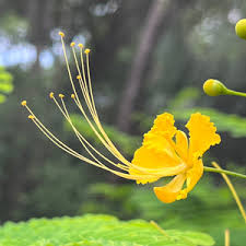 Image result for Caesalpinia