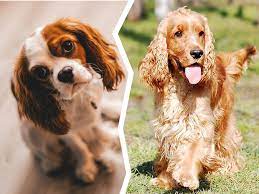 Check spelling or type a new query. Cavalier King Charles Spaniel Vs Cocker Spaniel Uk Pets