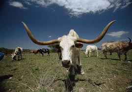 Check spelling or type a new query. Herd Of Texas Longhorn Cattle In A Field Photograph By Animal Images
