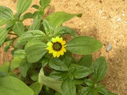 Image result for foto Vitálka