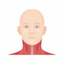 In this video children will be able to learn all face parts using animation and picture with word and. Anatomy Body Face Head Human Anatomy Muscle Parts Of The Body Icon Download On Iconfinder