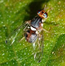 Votre olivier peut être parasité par les mouches. Mouche De L Olivier Dacus Oleae Biologie Degats Et Lutte Bio