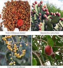 Image result for Embelia schimperi