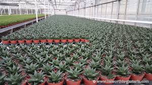 What plant propagation tips would you like to share? All You Wanted To Know About Haworthias Gasterias And Astrolobas Propagation