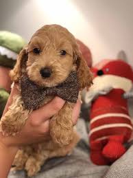 Black And White Doodle Dog For Sale Teacup Labradoodle Mini Labradoodle Puppies For Sale Black Reds Labradoodle Puppy Labradoodle Puppies For Sale Mini Labradoodle Puppy