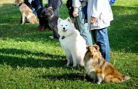 Find a course that suits you today. Petsmart Dog Training Class 2021 Review Is It Worth It