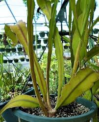 Image result for Oxypetalum