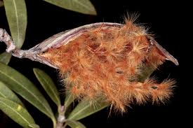 Image result for Sphaeropsis tumefaciens oleander symptoms