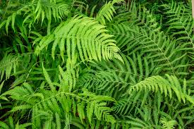 Image result for Osmundaceae