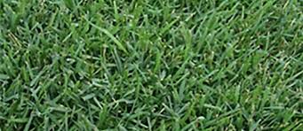 I think you would have better results moving @ralphi'm in ny also, i like it for many reasons. Meyer Zoysia Sod Atlanta Metro Sod