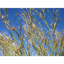 Image result for Andropogon gayanus