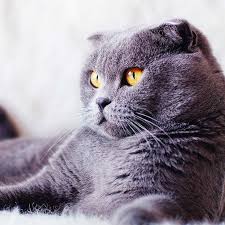 Depending on the rules in your apartment building, you may be allowed to keep a cat. Top 10 Indoor Cat Breeds Bow Wow Meow Pet Insurance