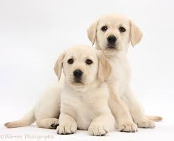 This synthetic dog will save the lives of many dogs that die unnecessarily in the name of science. Dogs Yellow Labrador Retriever Puppies 8 Weeks Old Photo Wp35362