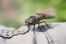 La piqure du moustique tigre est similaire à celle du moustique commun. Piqure De Taon Photo Symptomes Allergie Comment La Soulager