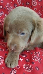 We are near ohio, oh, indiana, in, and illinois, il. Labrador Retriever Puppies For Sale Cincinnati Oh 208366