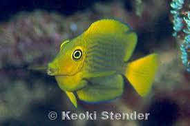 Image result for Oxyanthus strigosus