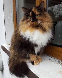 Cybergata Cute Cats And Dogs Cute Cats Pretty Cats